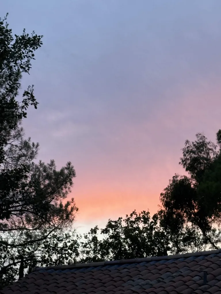 Ciel au coucher du soleil, vu à travers les arbres, teinté en bleu Towera.